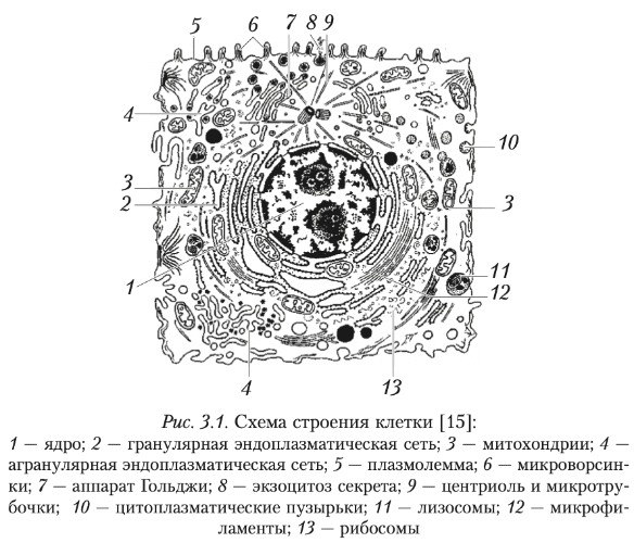 Ткань общий план строения