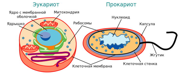 Отличия в строении прокариот и эукариот
