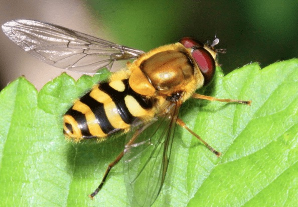 Безобидная муха-журчалка имитирует опасную осу