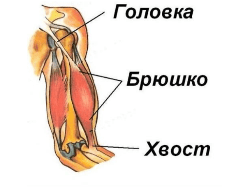 Общая организация скелетной мышцы (двуглавая мышца плеча — бицепс)