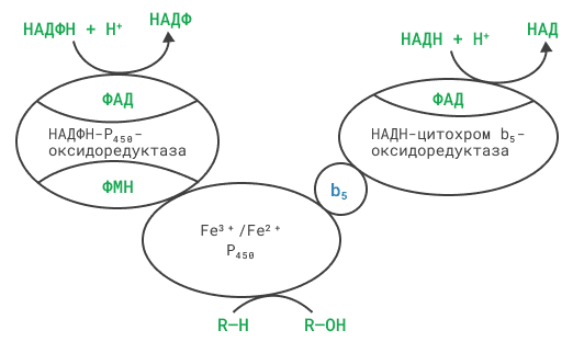 Схема взаиморасположения ферментов микросомального окисления и их функции