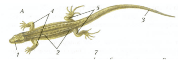 Внешнее строение прыткой ящерицы (1 — голова, 2 — туловище, 3 — хвост, 4 — передние конечности, 5 — задние конечности)