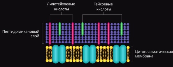 КС Грам+ бактерий