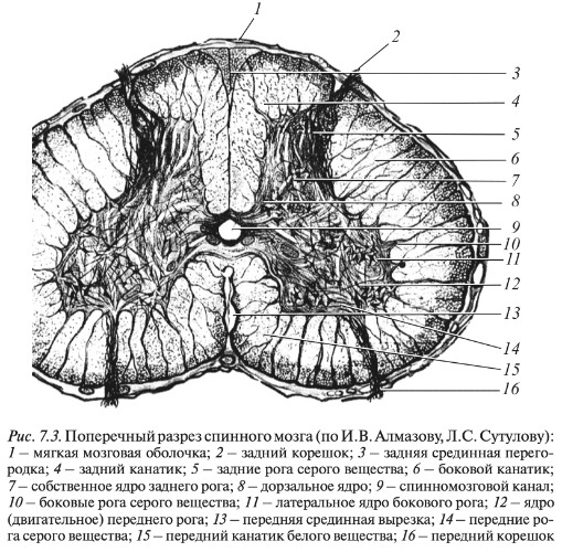 Спинной мозг фото в разрезе