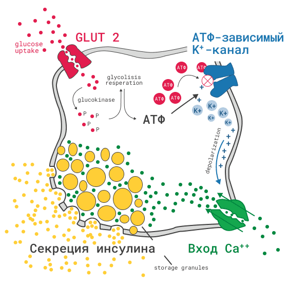 Секреция инсулина