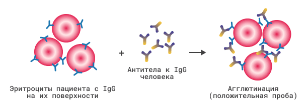 Суть прямой пробы Кумбса