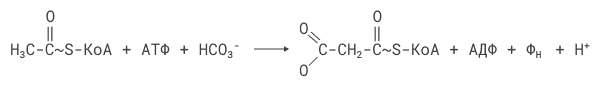 Образование малонил-КоА