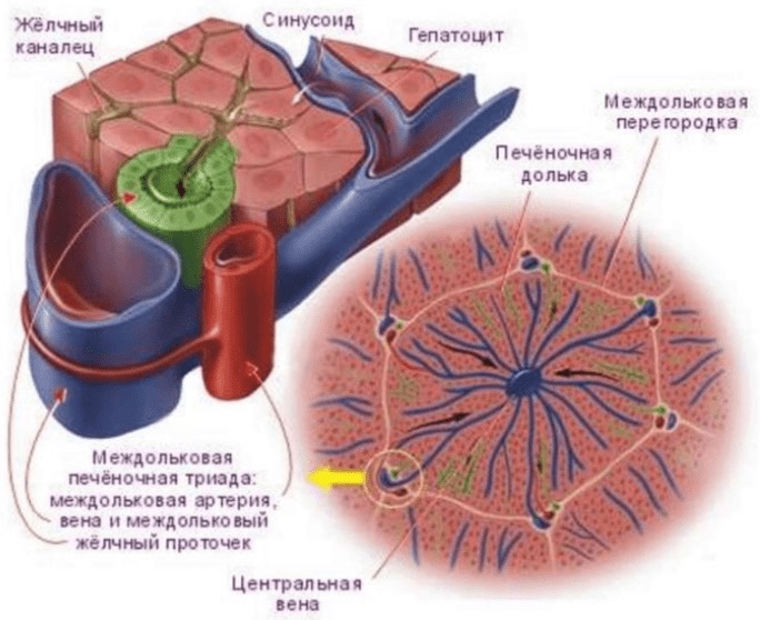 Печеночные дольки человека