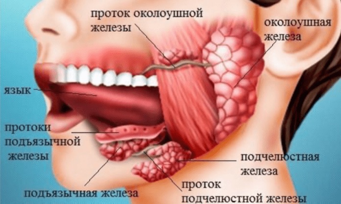 Слюнные железы человека