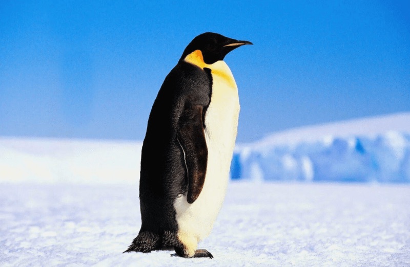 Пингвин – стенотермный организм
