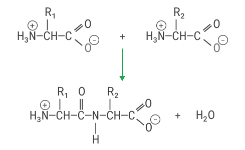 Образование пептидной связи