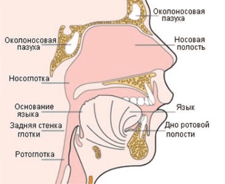 Анатомия глотки человека