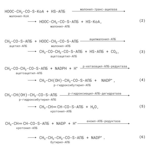 Последовательность реакций, происходящих при синтезе жирных кислот
