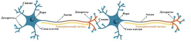 Строение нейрона