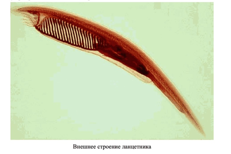 У ланцетника и других бесчерепных скелет. Рыба ланцетник. Бесчерепные ланцетник. Хордовые животные ланцетник. Азиатский ланцетник.