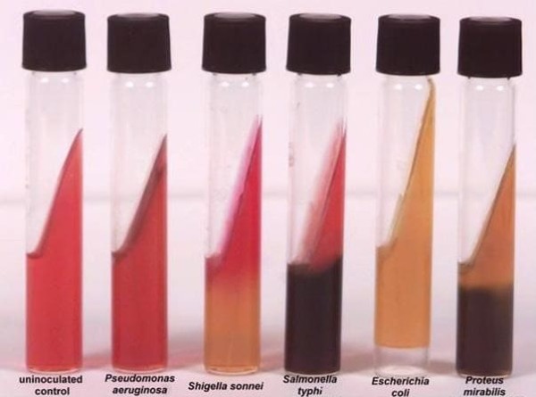 Бактерии семейства Enterobacteriaceae (3-6) и синегнойная палочка из иного семейства (2) на среде Клиглера (1)