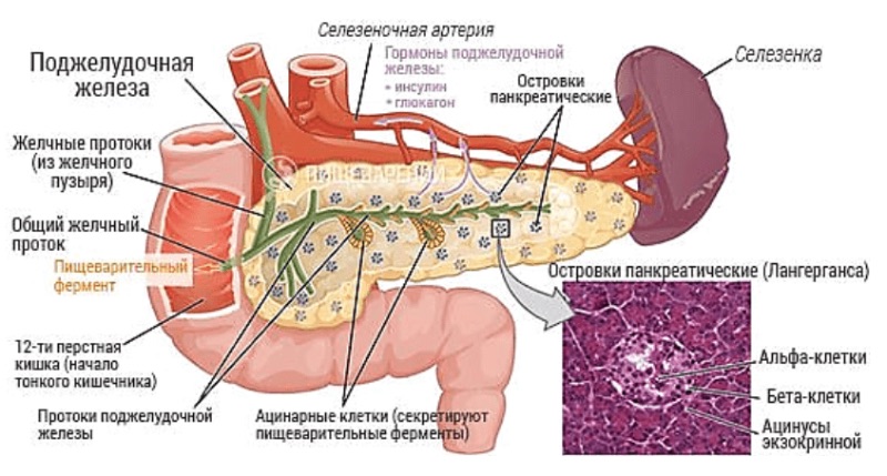Топография и анатомия поджелудочной железы