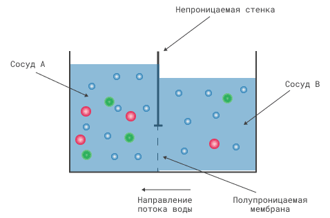 Явление осмоса на примере растворов с разной концентрацией соли. Направление потока воды через полупроницаемую мембрану следует из раствора с меньшей концентрацией соли (сосуд В) в раствор с большей концентрацией соли (сосуд А). Преобладающее перемещение воды из сосуда В в сосуд А будет продолжаться до выравнивания концентрации соли в растворах, разделенных полупроницаемой мембраной