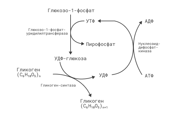 Гликогенез