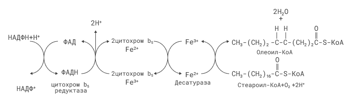 Микросомальный комплекс ферментов