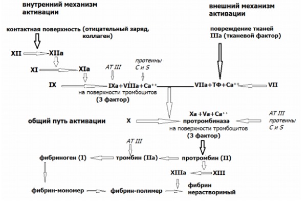 Схема коагуляционного гемостаза
