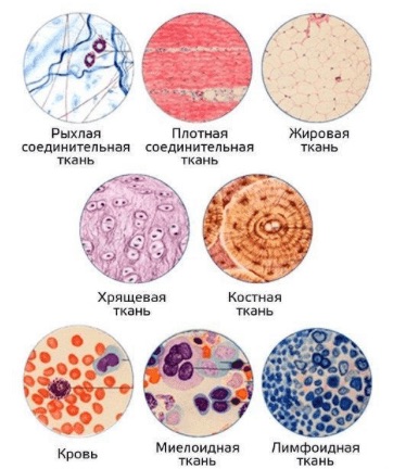 Некоторые типы соединительной ткани