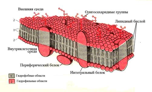 Жидкостно-мозаичная модель Сингера и Николсона