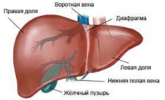 Печень человека