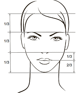 Пропорции лица
